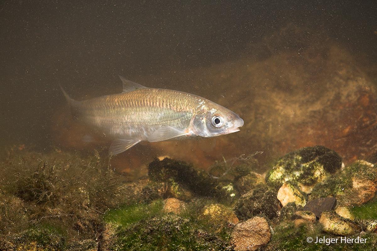 Chondrostoma nasus (door Jelger Herder)