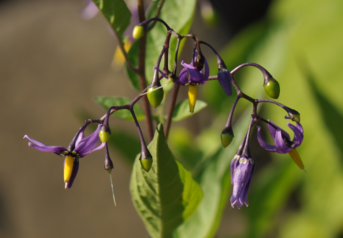 Solanum dulcamara (door Willie Riemsma)