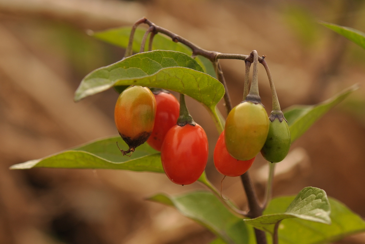 Solanum dulcamara (door Willie Riemsma)