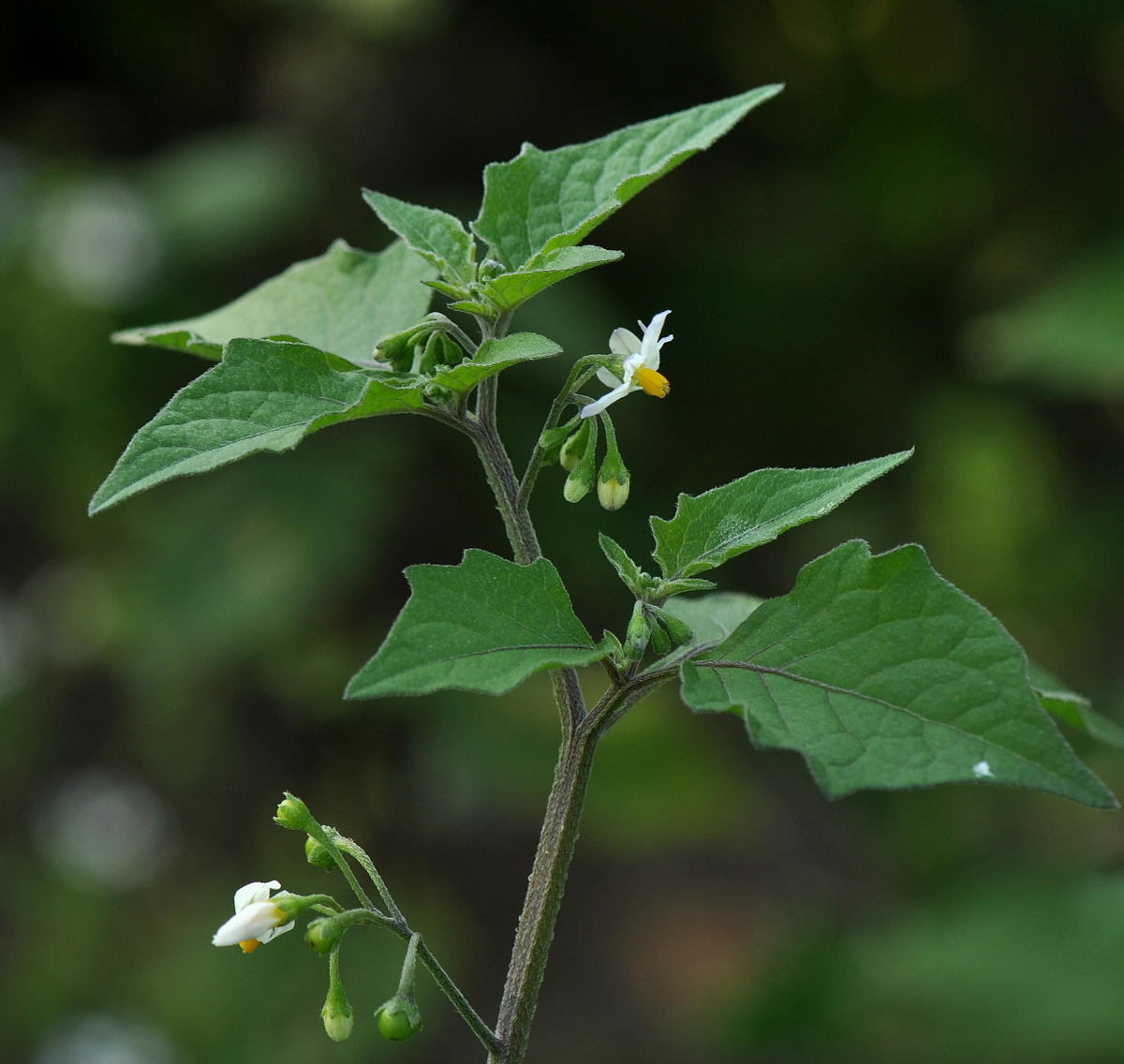 Solanum nigrum subsp. nigrum (door Willie Riemsma)