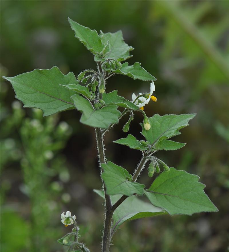 Solanum nigrum subsp. schultesii (door Willie Riemsma)