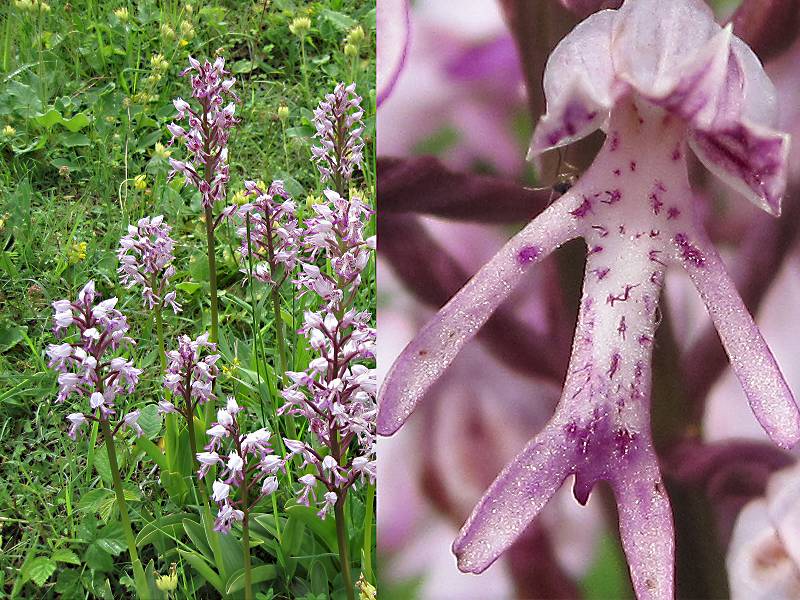 Orchis militaris (door Grada Menting)