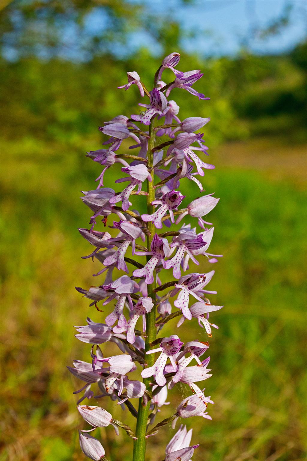 Orchis militaris (door John Breugelmans)