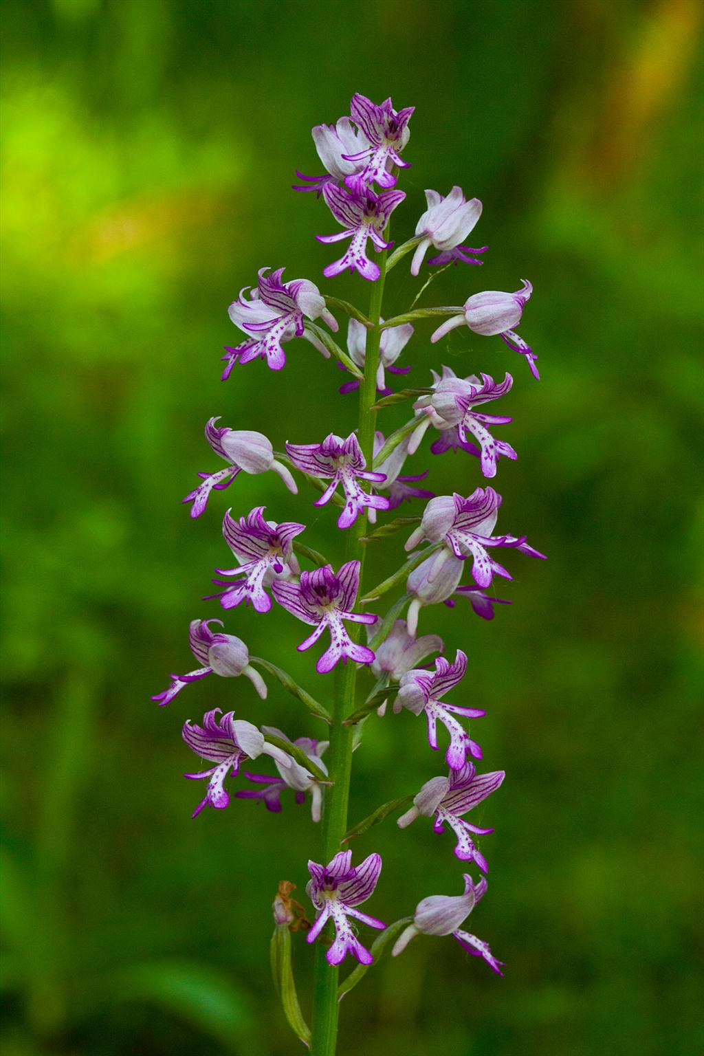 Orchis militaris (door John Breugelmans)