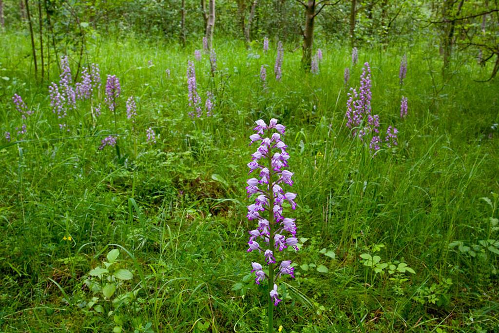 Orchis militaris (door John Breugelmans)