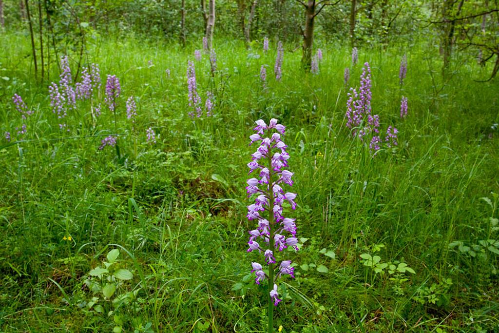 Orchis militaris (door John Breugelmans)