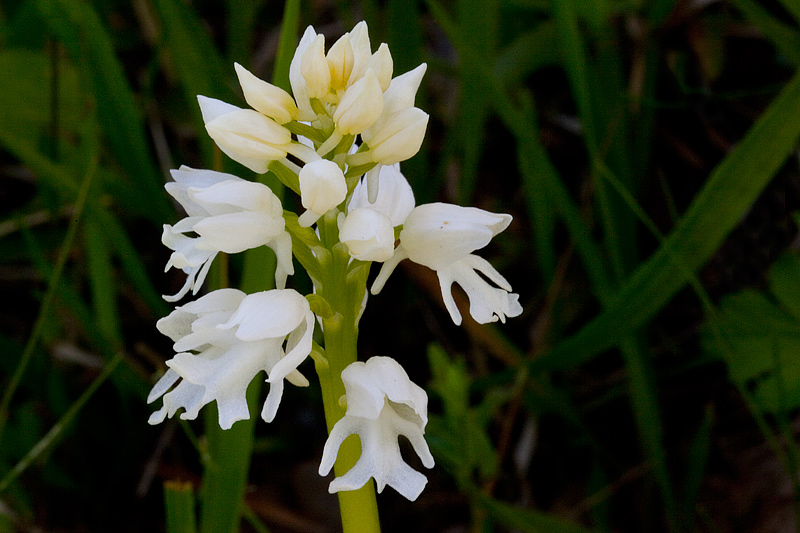 Orchis militaris (door John Breugelmans)