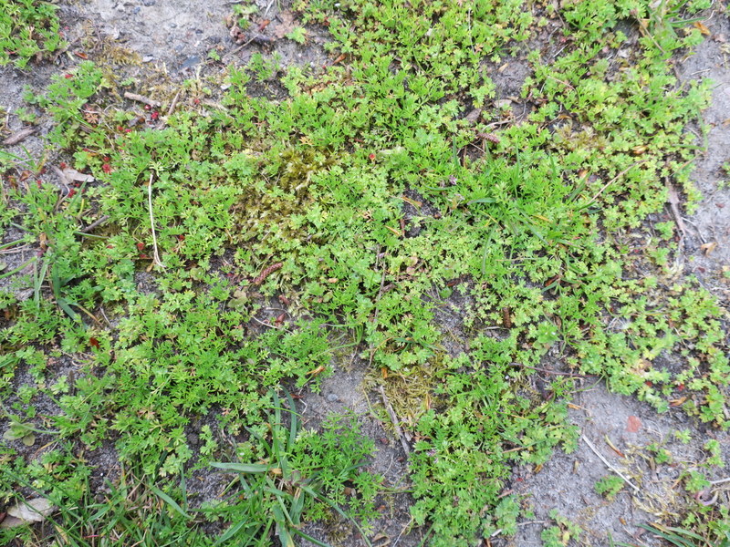 Soliva sessilis (door Grada Menting)