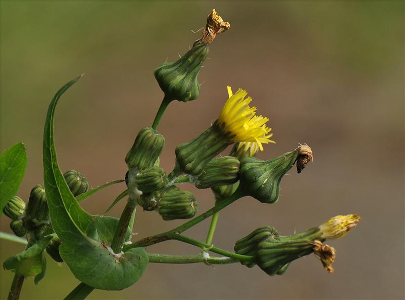 Sonchus oleraceus (door Willie Riemsma)