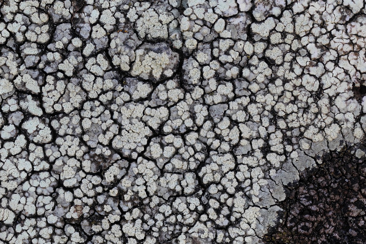 Lecanora soralifera (door Arjan de Groot)