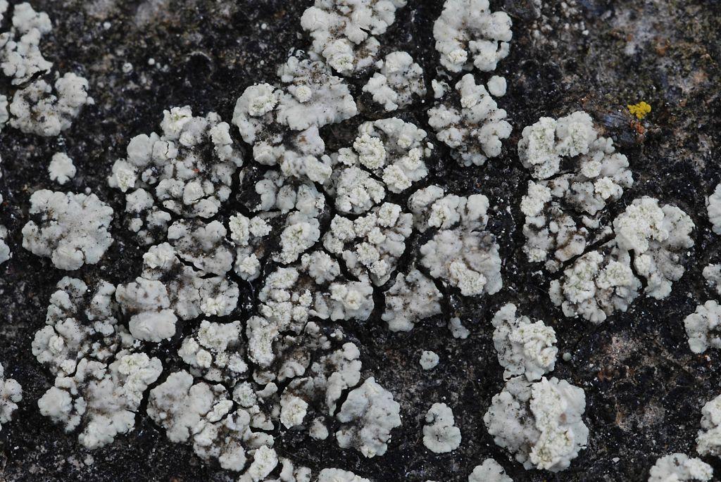 Lecanora soralifera (door Arjan de Groot)