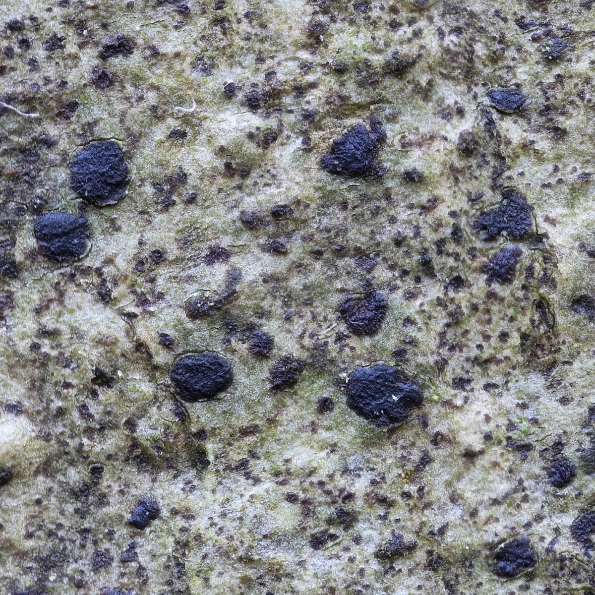 Diarthonis spadicea (door Sam Kafka)