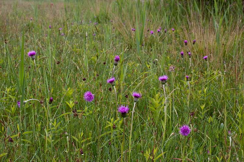 Cirsium dissectum (door John Breugelmans)