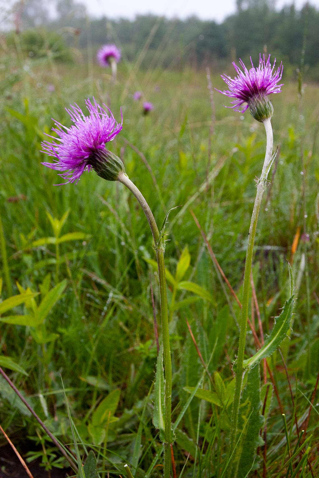 Cirsium dissectum (door John Breugelmans)