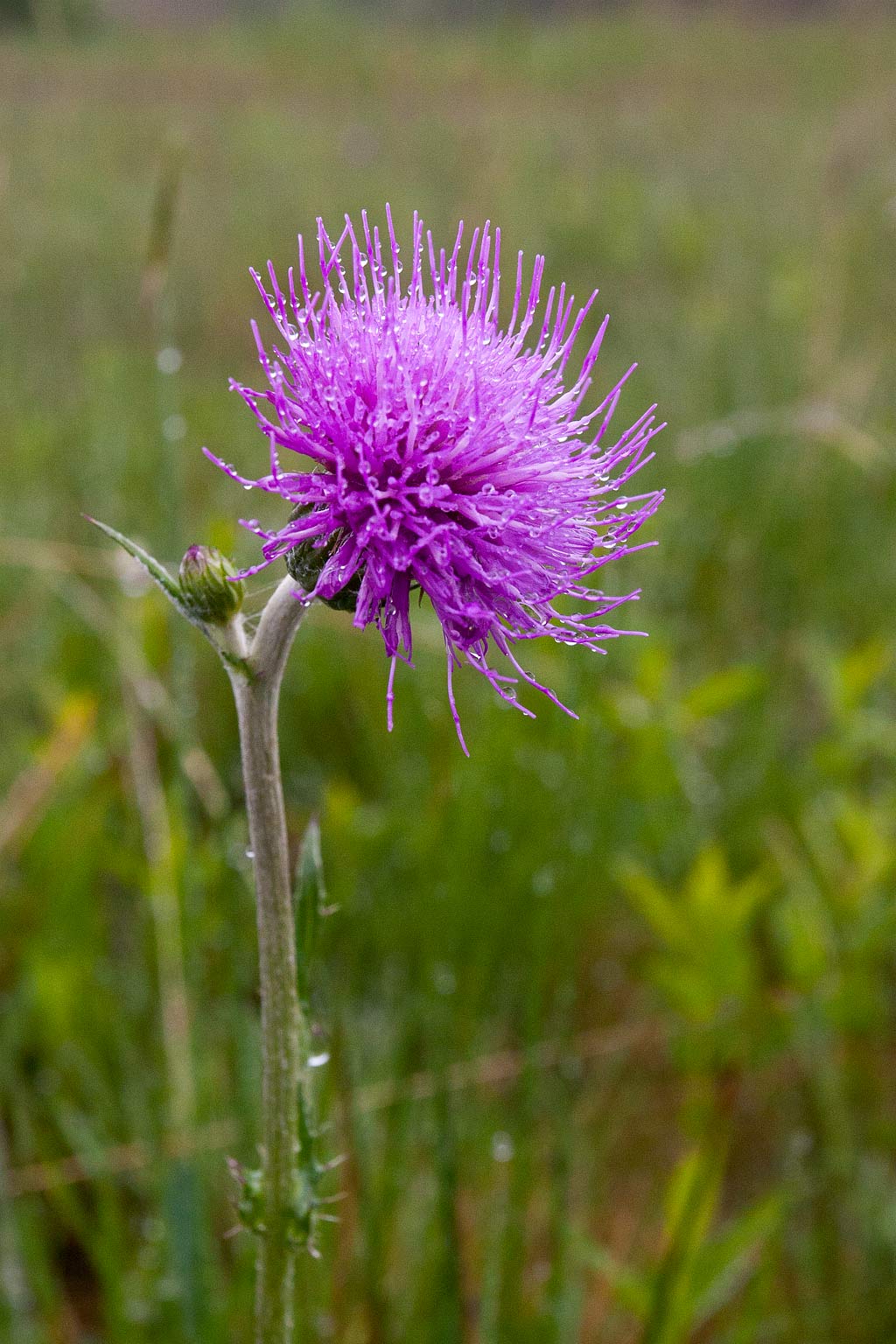 Cirsium dissectum (door John Breugelmans)