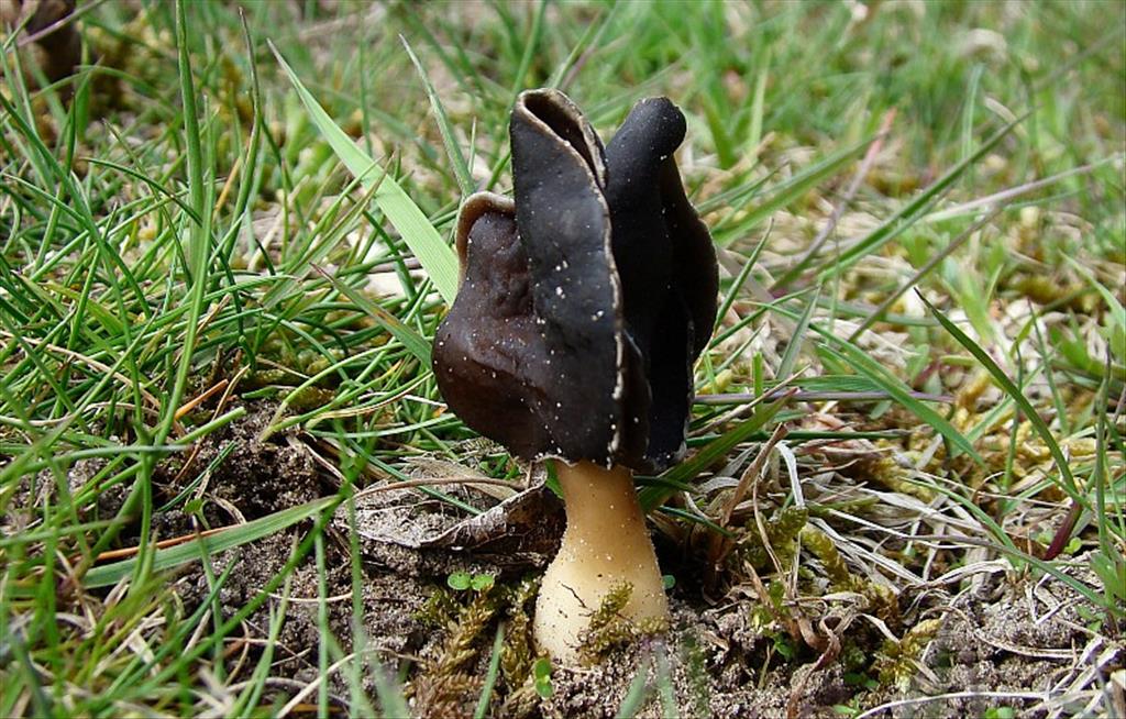 Helvella spadicea (door Truus Vrolijk)