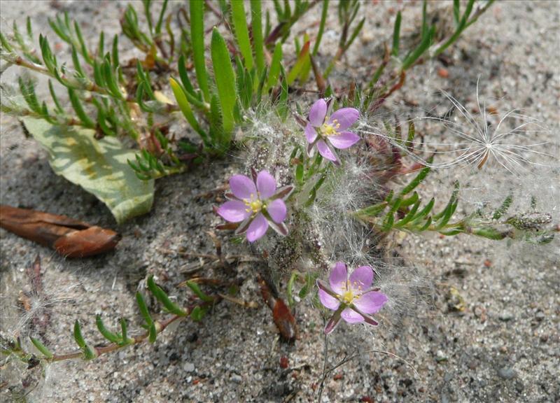 Spergularia rubra (door Willie Riemsma)