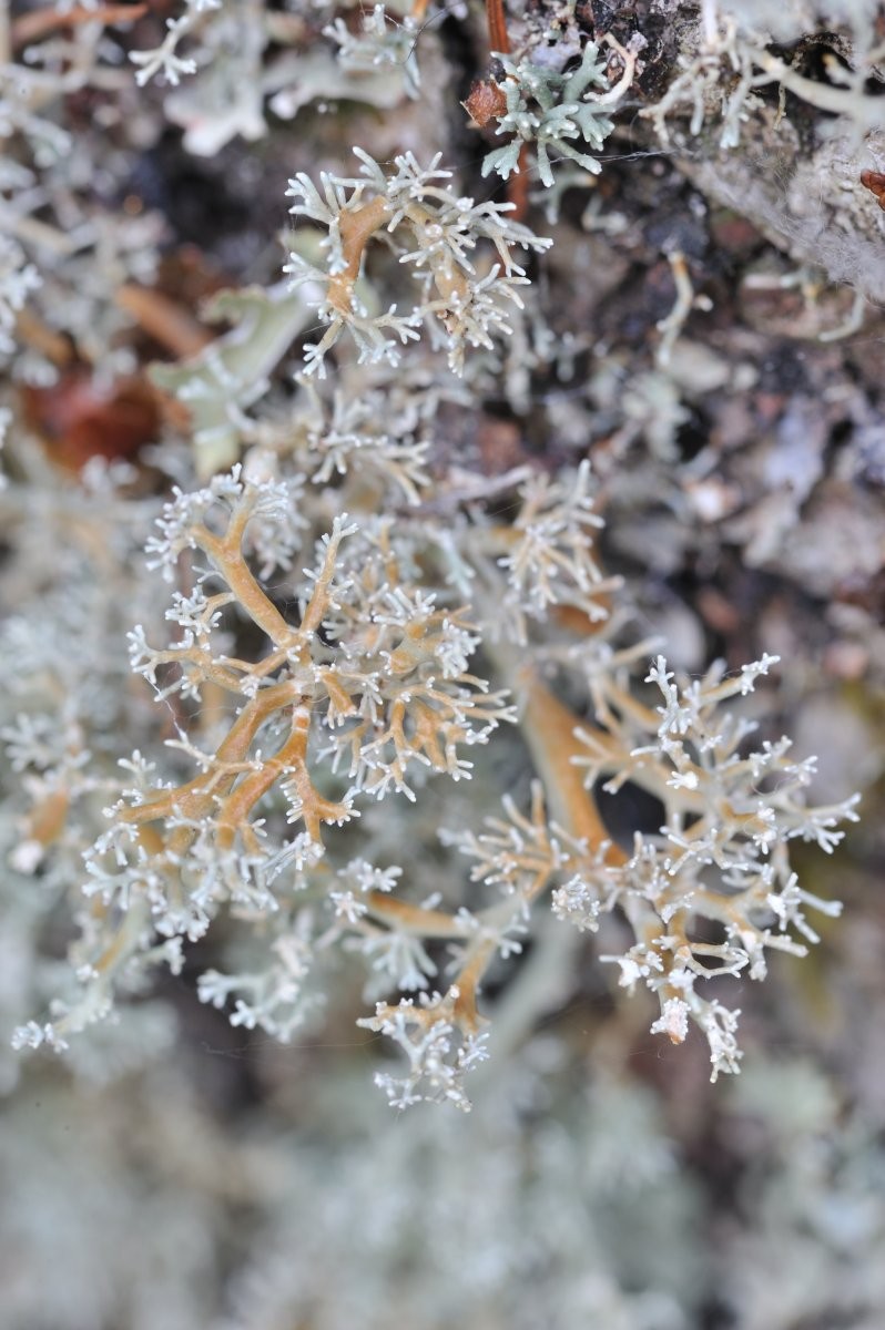 Sphaerophorus globosus (door Vilda - Rollin Verlinde)