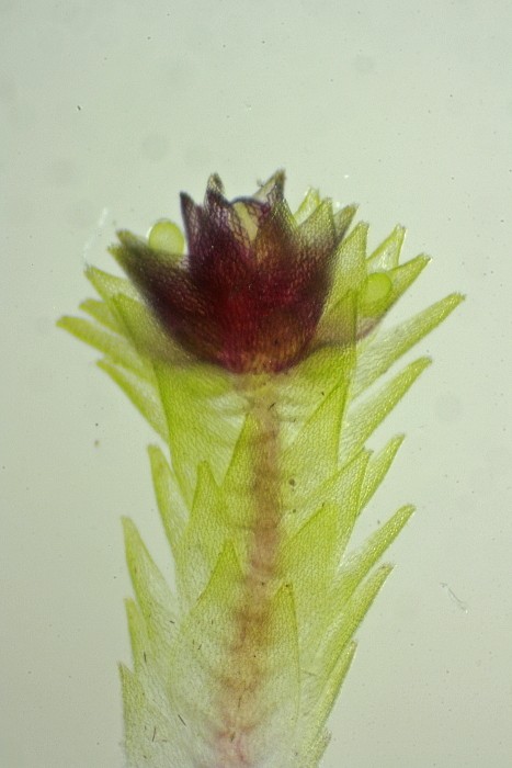 Sphagnum capillifolium (door Jan Kersten)