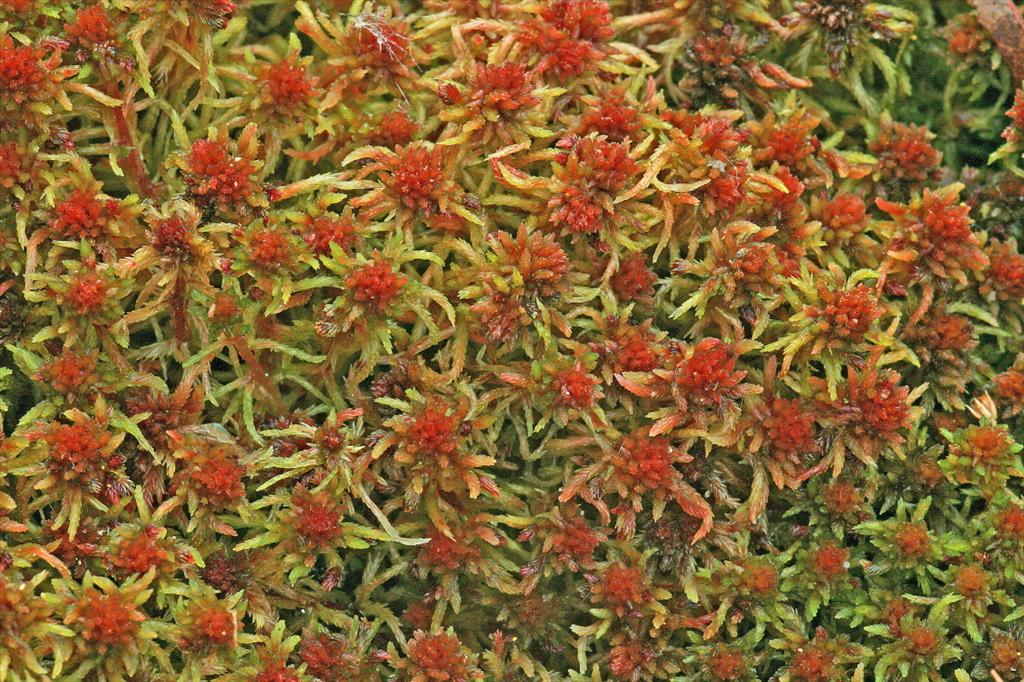 Sphagnum capillifolium (door Jan Kersten)