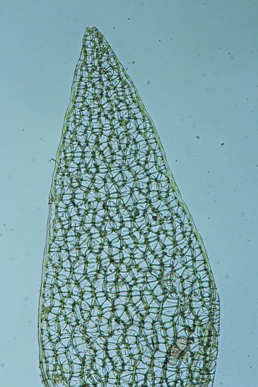 Sphagnum capillifolium (door Jan Kersten)