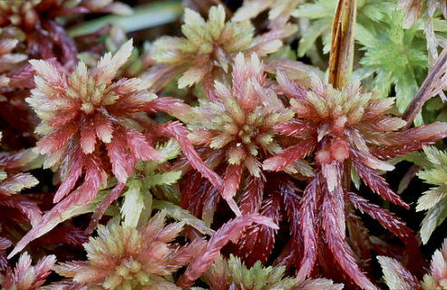 Sphagnum capillifolium (door Klaas van der Veen)