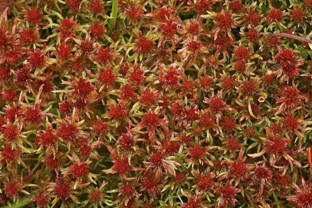 Sphagnum capillifolium (door Jan Kersten)