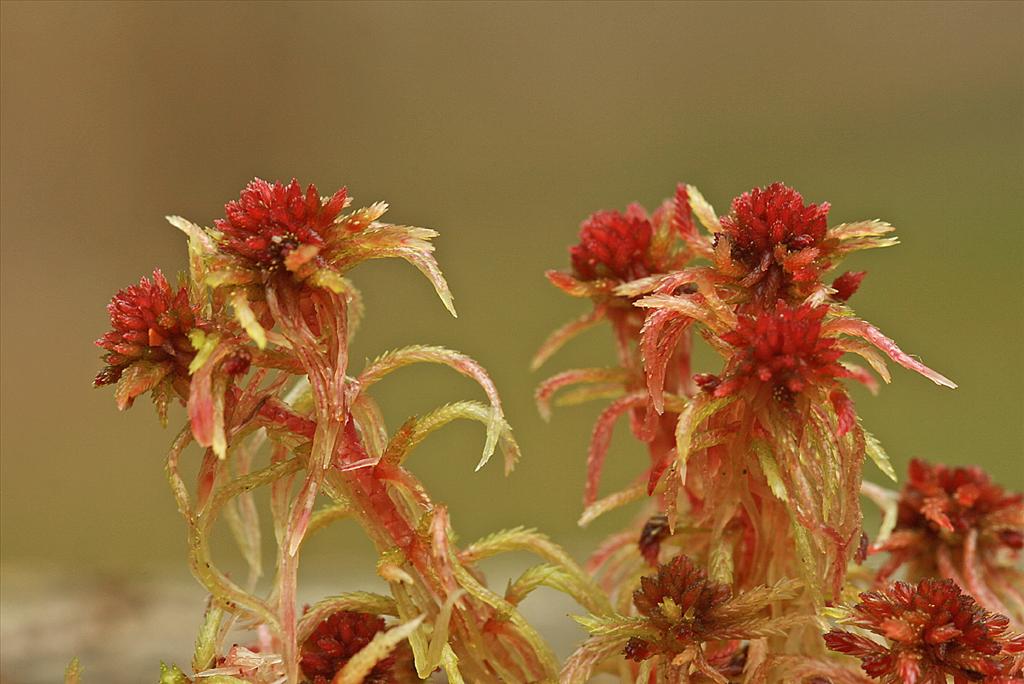 Sphagnum capillifolium (door Jan Kersten)