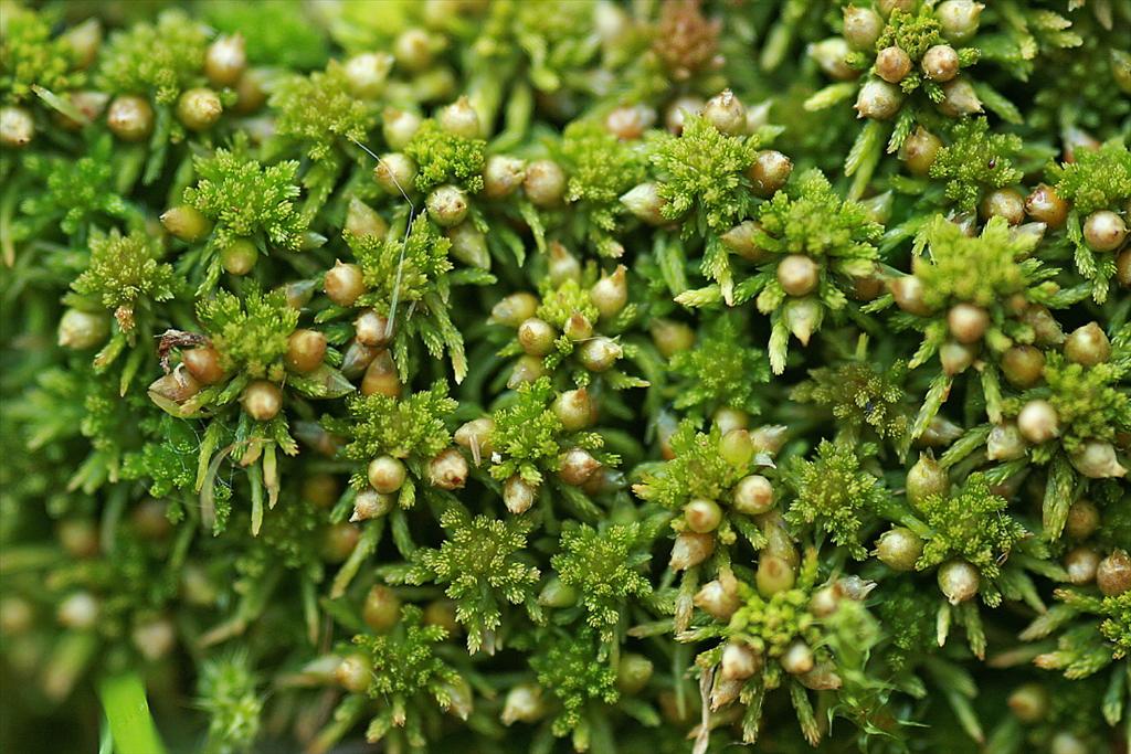 Sphagnum capillifolium (door Jan Kersten)