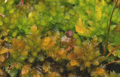 Sphagnum compactum (door Klaas van der Veen)