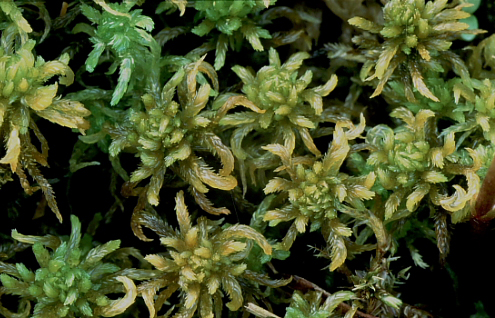 Sphagnum contortum (door Klaas van der Veen)