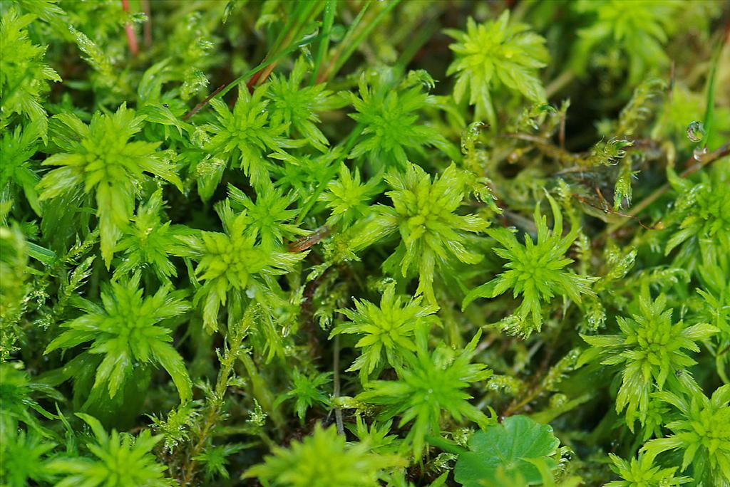 Sphagnum cuspidatum (door Jan Kersten)