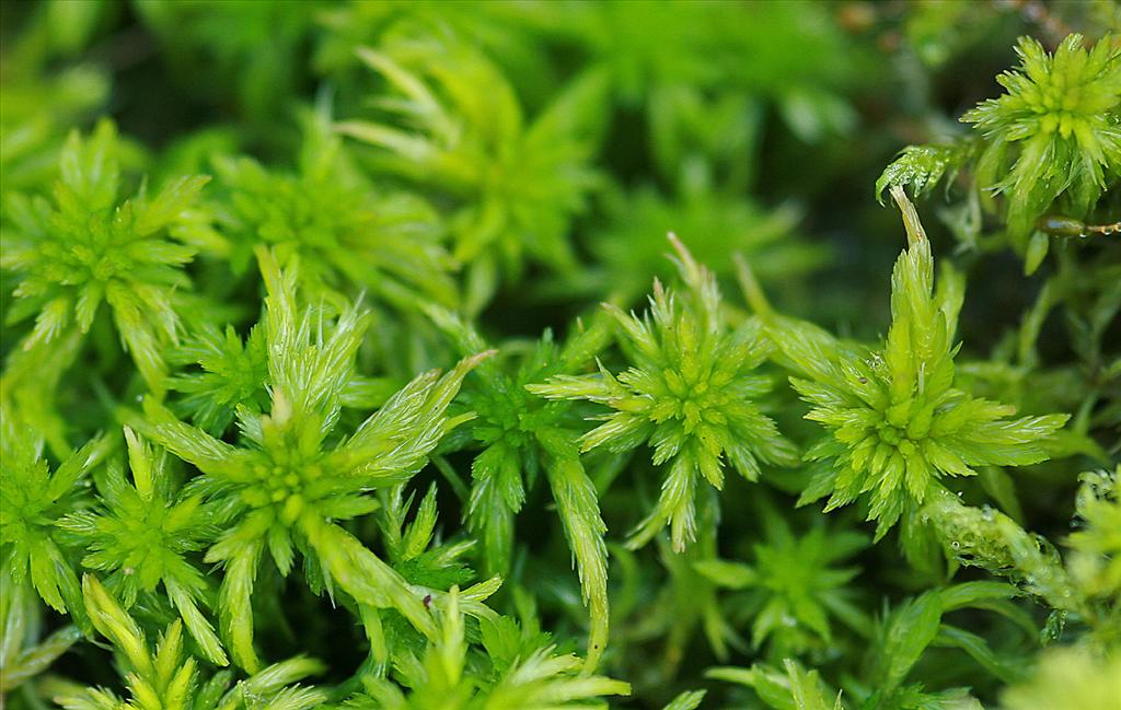 Sphagnum cuspidatum (door Jan Kersten)