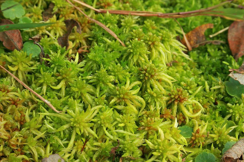 Sphagnum denticulatum (door Jan Kersten)