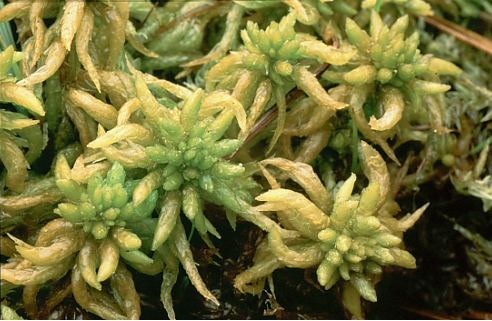 Sphagnum denticulatum (door Klaas van der Veen)