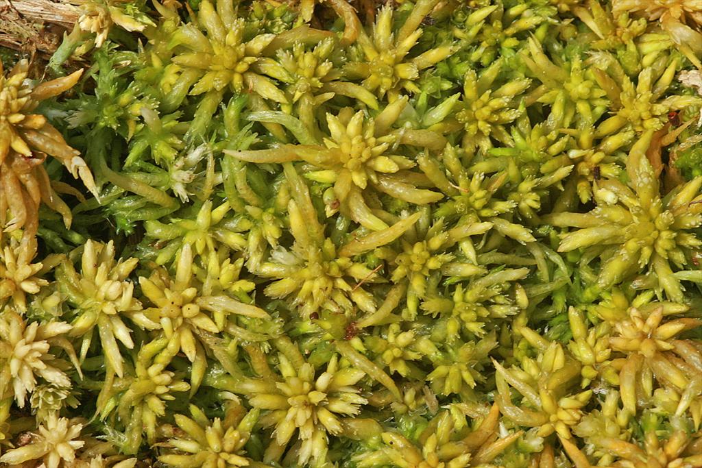 Sphagnum denticulatum (door Jan Kersten)