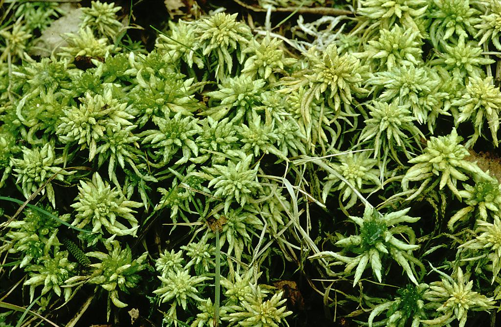 Sphagnum denticulatum (door Jan Kersten)