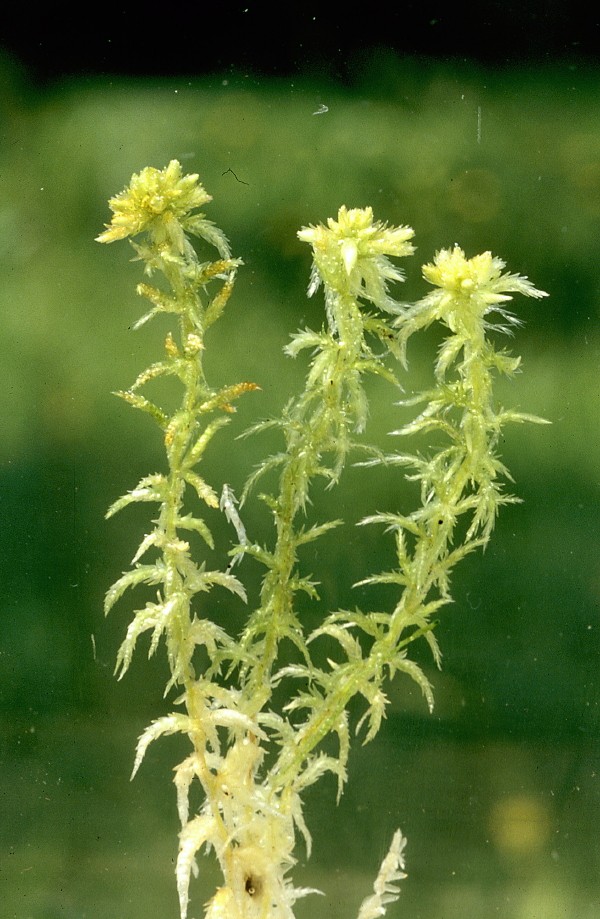 Sphagnum denticulatum (door Jan Kersten)