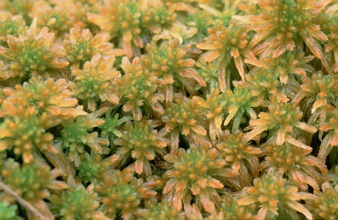 Sphagnum fallax (door Klaas van der Veen)