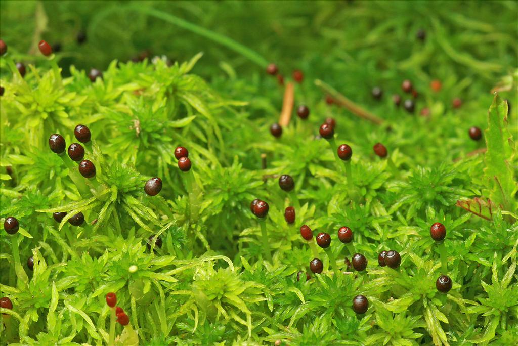 Sphagnum fimbriatum (door Jan Kersten)