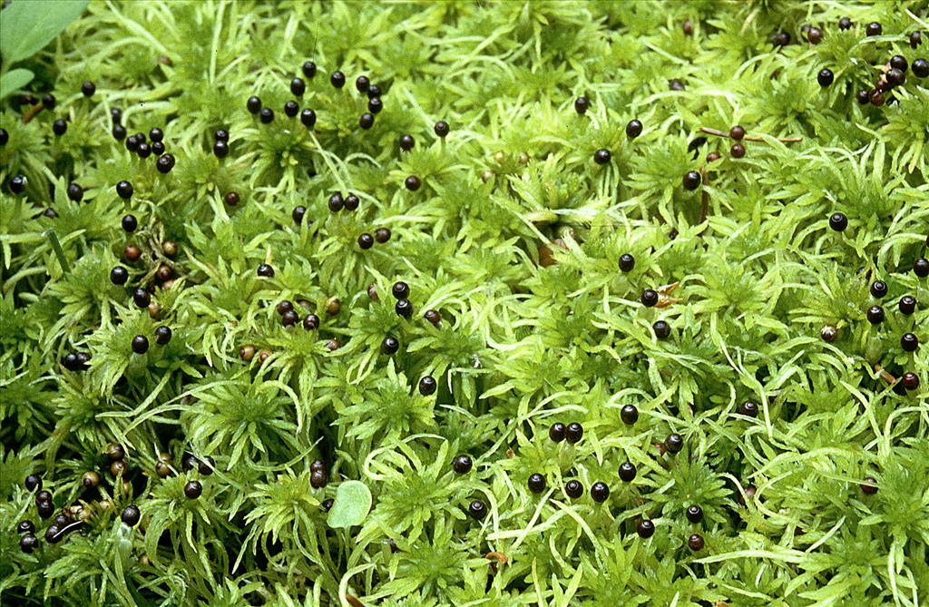 Sphagnum fimbriatum (door Jan Kersten)