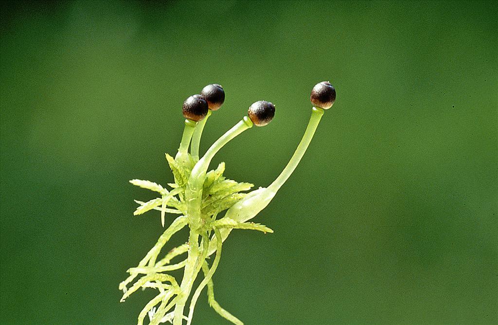 Sphagnum fimbriatum (door Jan Kersten)