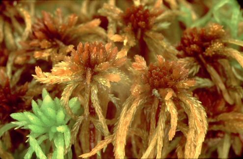 Sphagnum fuscum (door Klaas van der Veen)