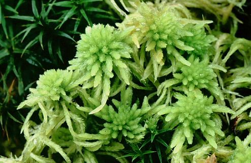 Sphagnum girgensohnii (door Klaas van der Veen)