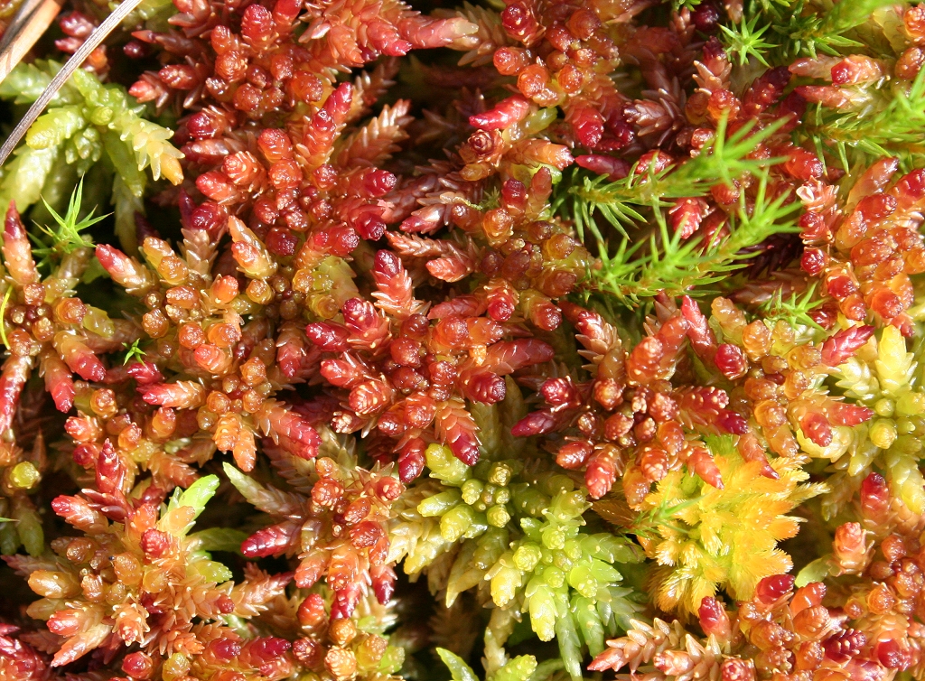 Sphagnum magellanicum (door Laurens Sparrius)