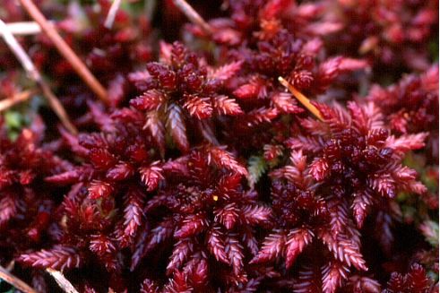 Sphagnum magellanicum (door Klaas van der Veen)