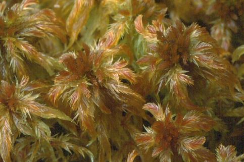 Sphagnum majus (door Klaas van der Veen)