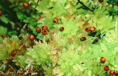 Sphagnum molle (door Klaas van der Veen)