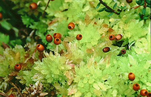 Sphagnum molle (door Klaas van der Veen)