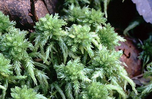 Sphagnum palustre (door Klaas van der Veen)